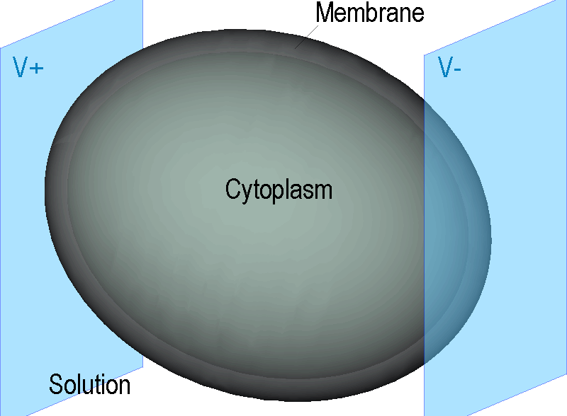 biological cell in the external AC electric field